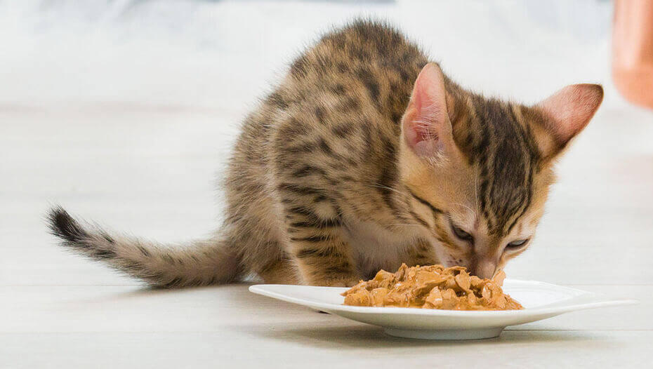 Can cats just eat dry clearance food